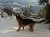 lavori neve 16